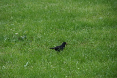 Turdus merula