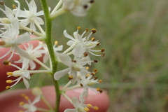 Triantha racemosa