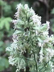 Dactylis glomerata