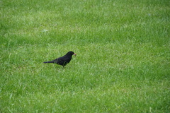 Turdus merula