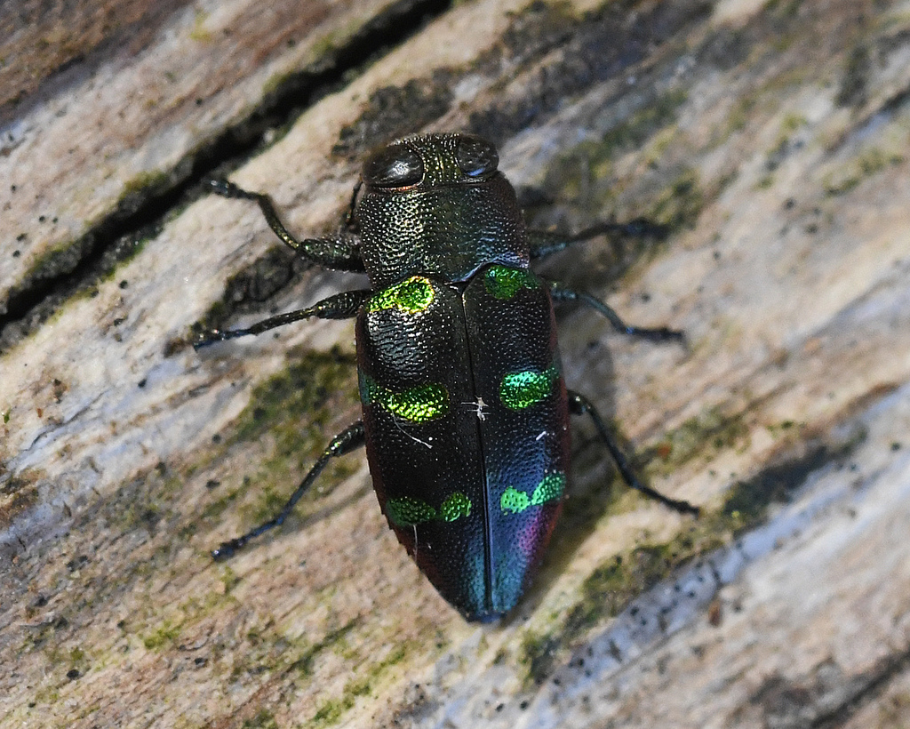 Chrysobothris lepida