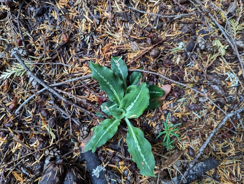 North Fork Sauk Trail