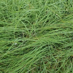 Bouteloua dactyloides