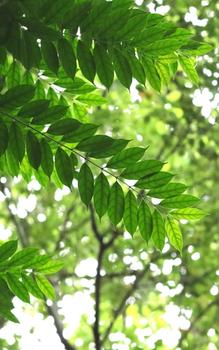 Wrightia laevis, photograph 4