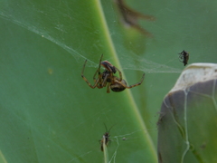 Steatoda nobilis