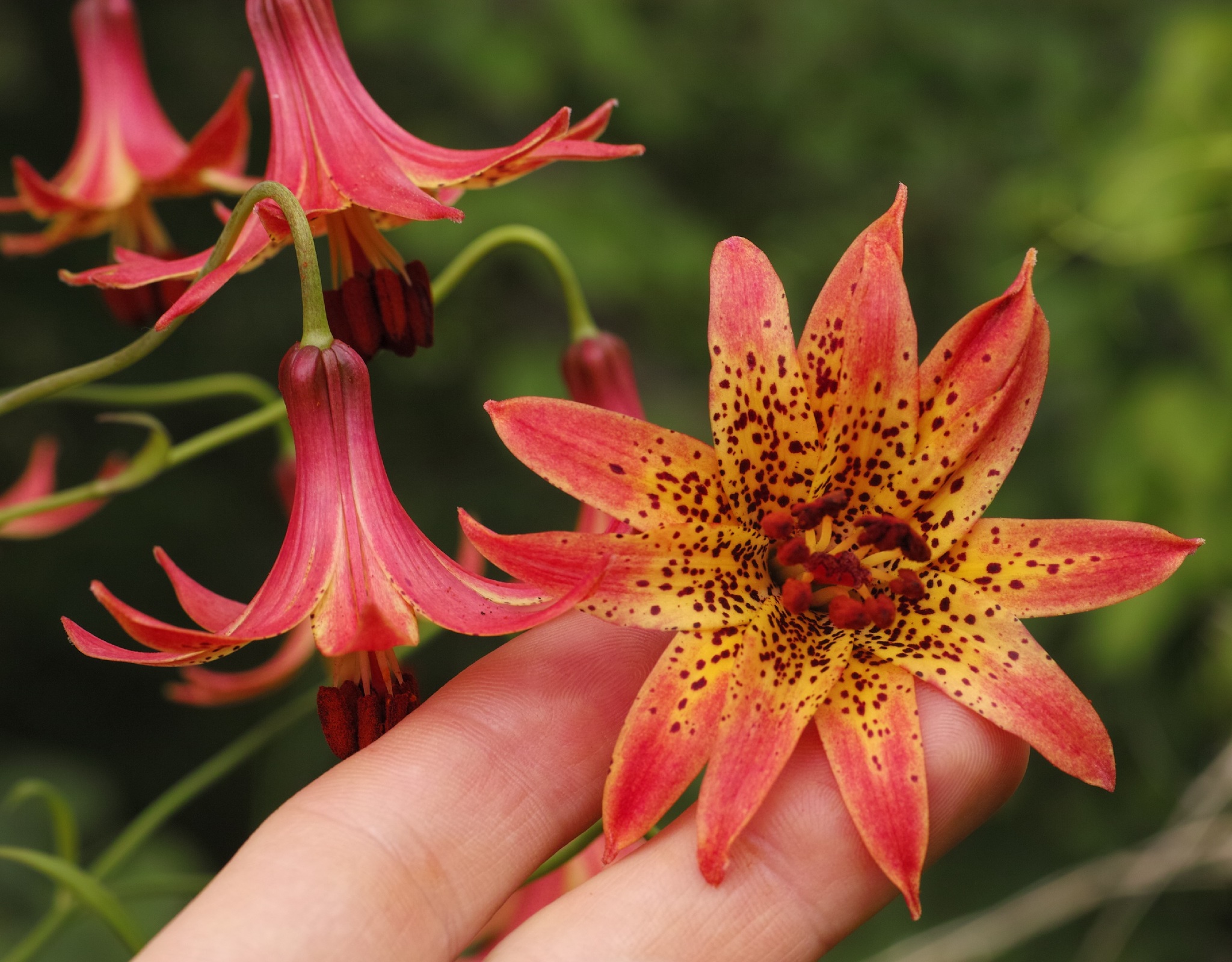 Lirios, Astromelias Y Parientes (Orden Liliales) · NaturaLista Mexico