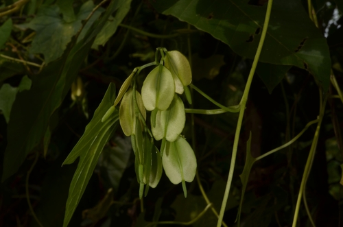 Cardiopteris quinqueloba (Cardiopteris quinqueloba)