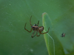 Steatoda nobilis