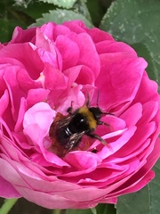 Bombus