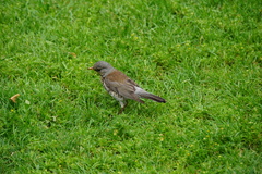 Turdus pilaris
