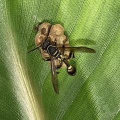 Mischocyttarus pallidipectus