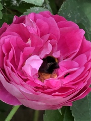 Bombus