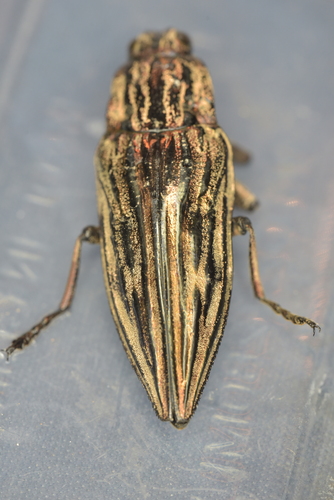 Chalcophora japonica
