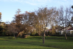 Salix babylonica babylonica