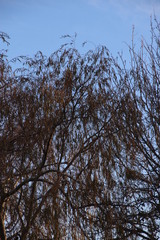Salix babylonica babylonica