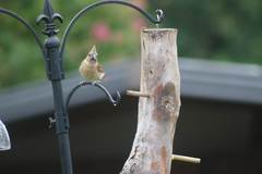 Cardinalis cardinalis