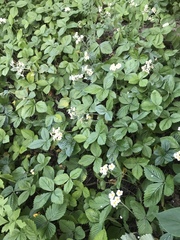 Fragaria moschata