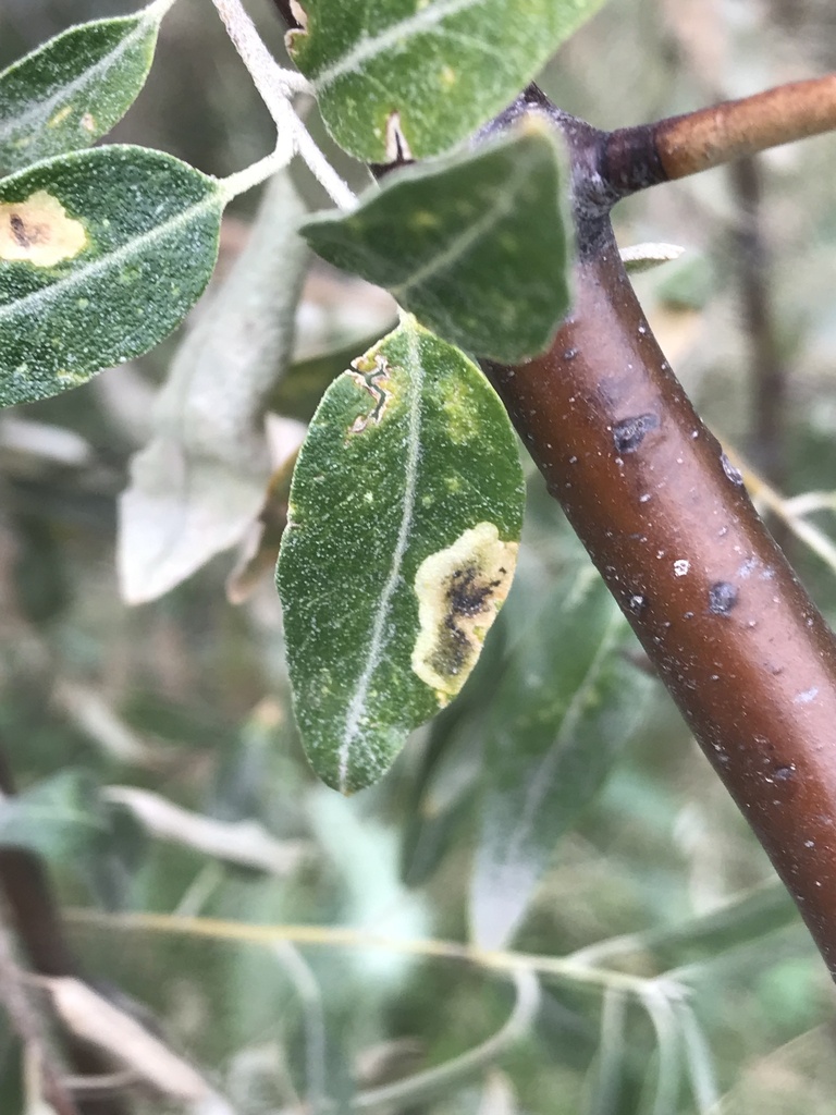 Amauromyza elaeagni
