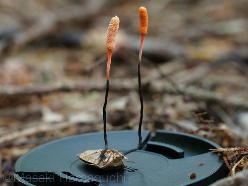 Ophiocordyceps nutans