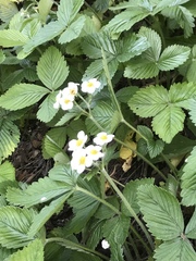 Fragaria moschata