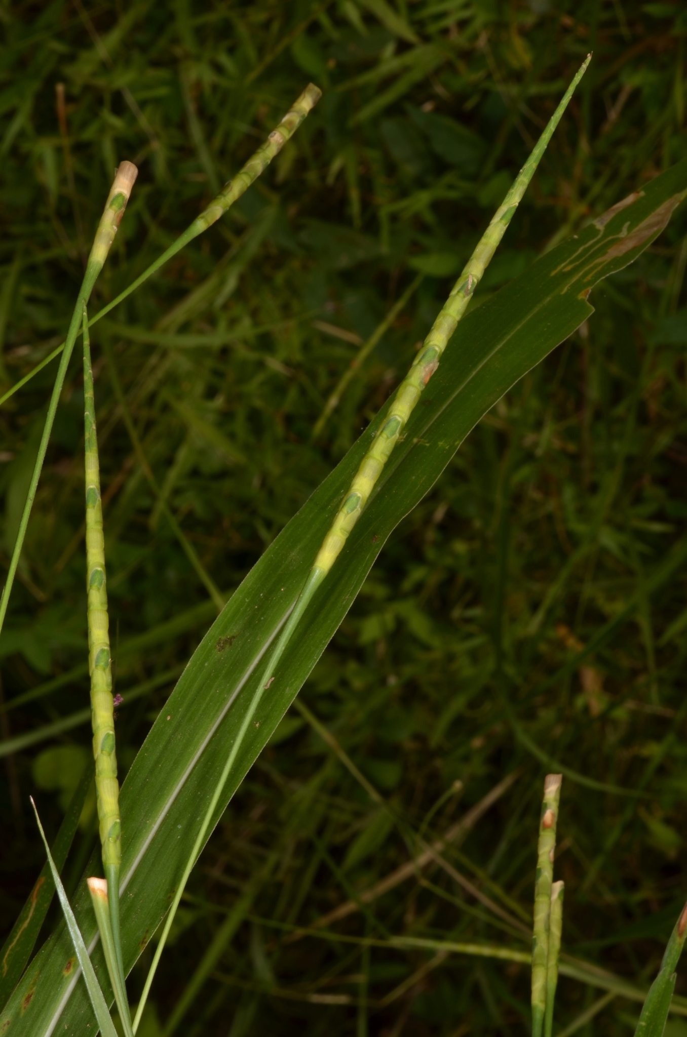 Rottboellia cochinchinensis (Rottboellia cochinchinensis)