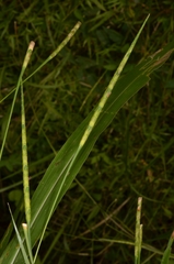 Rottboellia cochinchinensis