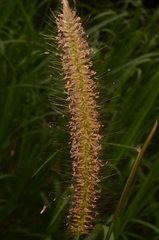 Cenchrus polystachios