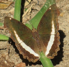 Eurytela hiarbas angustata