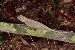 Acanthosaura coronata