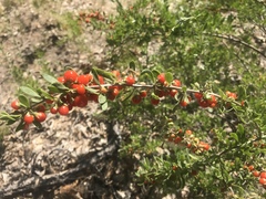 Lycium torreyi