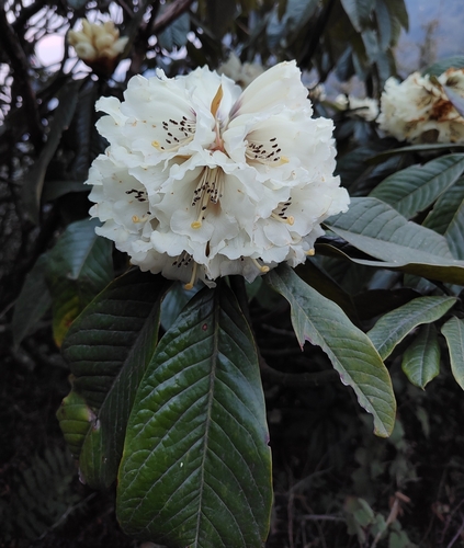 Silvery rhododendron (Rhododendron grande)