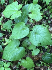 Aristolochia macrophylla