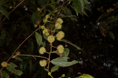 Terminalia phillyreifolia