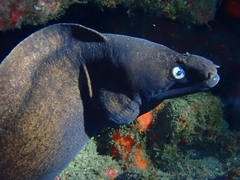 Black Moray photo 3