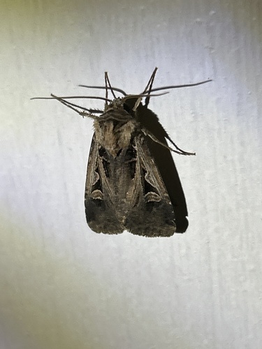 Subgothic and Tricose Darts photo 3