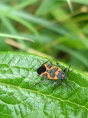 Lygaeus kalmii angustomarginatus
