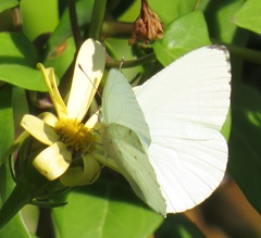 Dixeia pigea