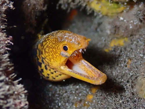 Photo of Fangtooth moray (Enchelycore anatina)
