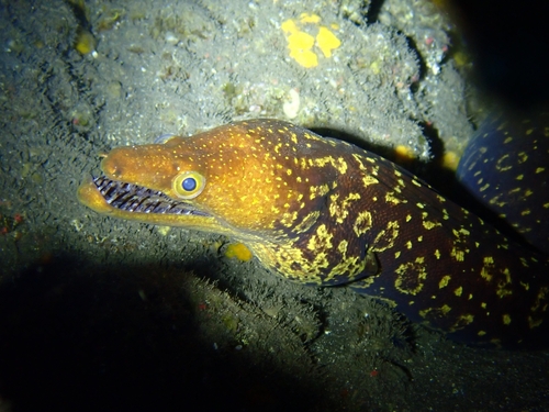 Fangtooth moray (Enchelycore anatina) — Muraenidae