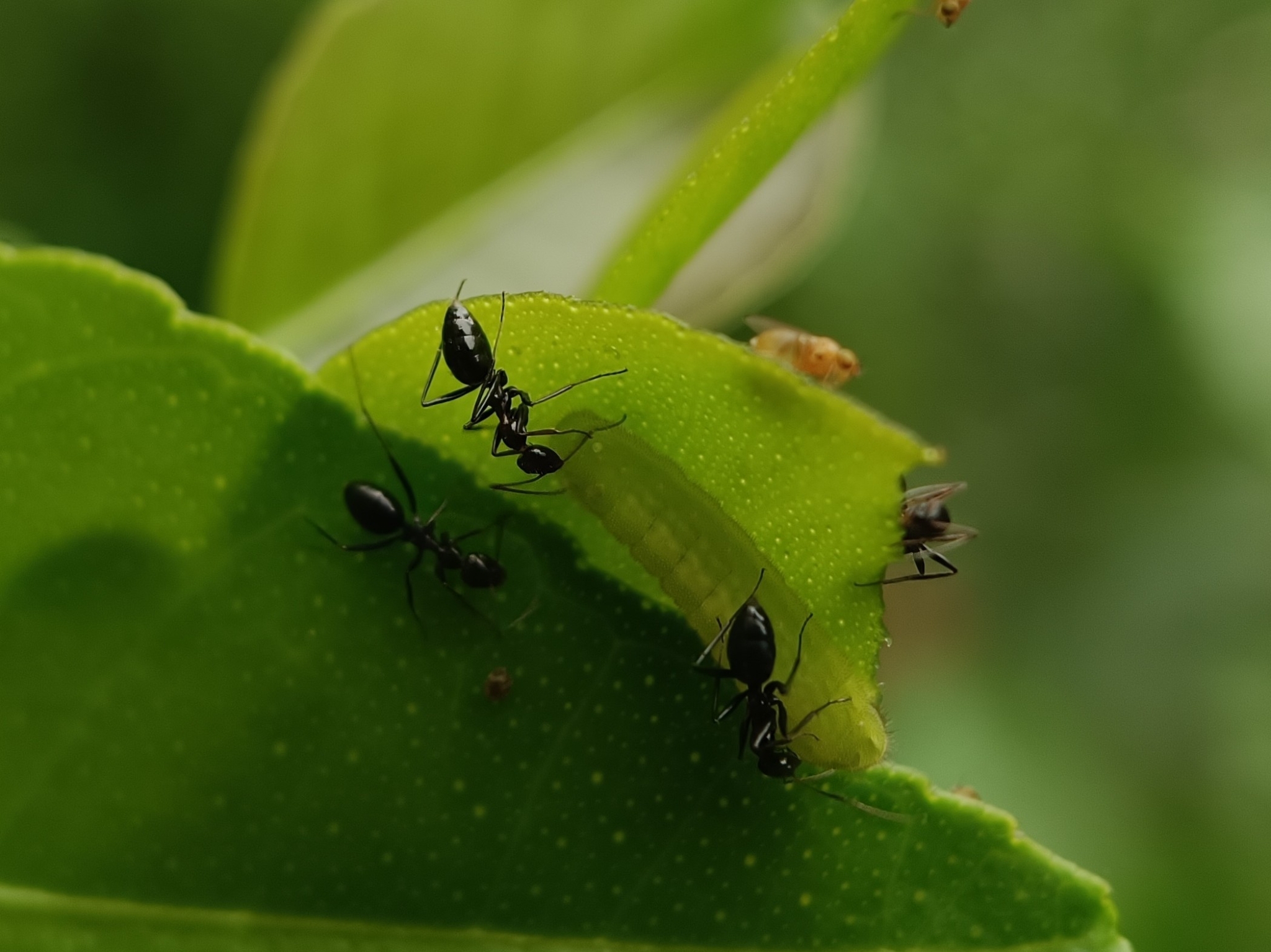 Lepisiota sericea