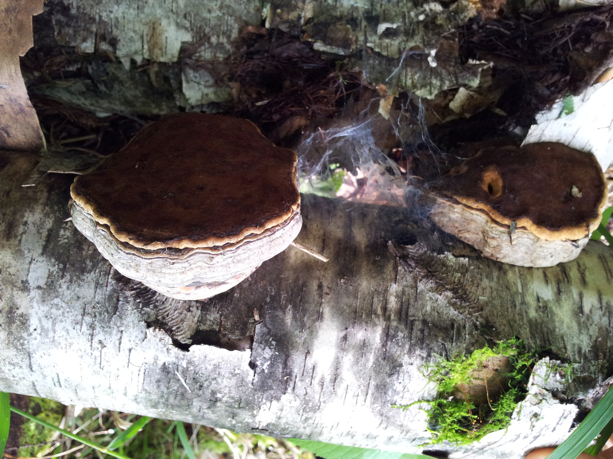 Fomes fomentarius image