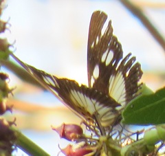 Pseudacraea lucretia tarquinea