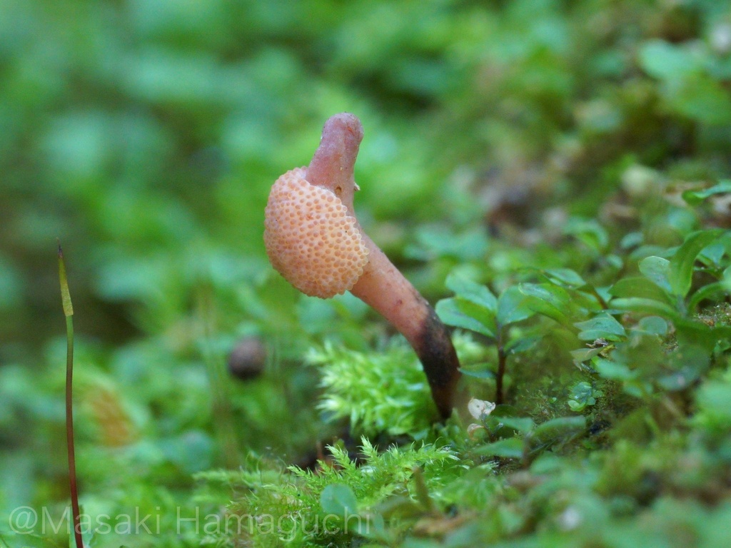 Ophiocordyceps purpureostromata