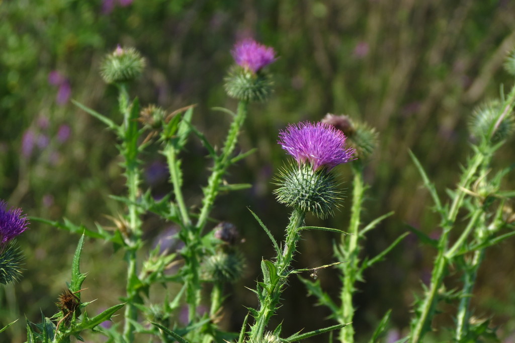 Thistles and Burdocks from Kiptopeke State Park, VA on June 11, 2016 at ...