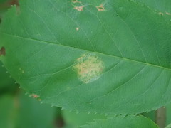 Cephaleuros virescens