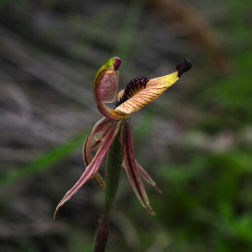 Image of Caladenia pachychila by (c) Hugo Innes, some rights reserved (CC BY)