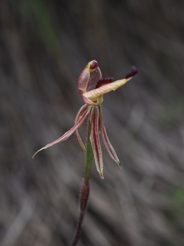 Image of Caladenia pachychila by (c) Hugo Innes, some rights reserved (CC BY)