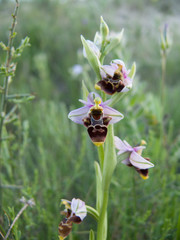 Ophrys scolopax