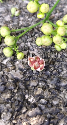 Illigera celebica (Illigera celebica)