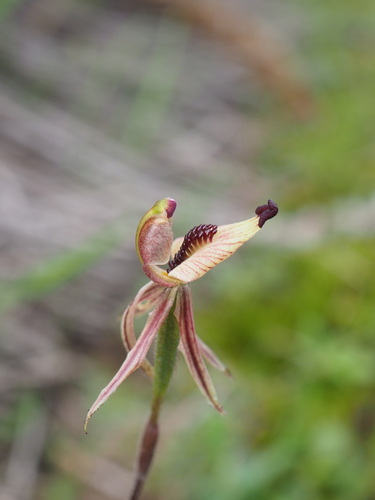 Image of Caladenia pachychila by (c) Hugo Innes, some rights reserved (CC BY)